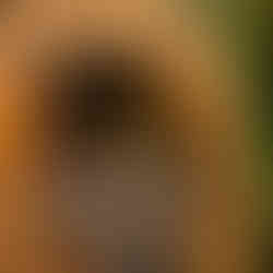 Tree frog sitting in a hollowed out tree branch at 7 Bridges Taproom, one of the best things to do in Hoi An at night.