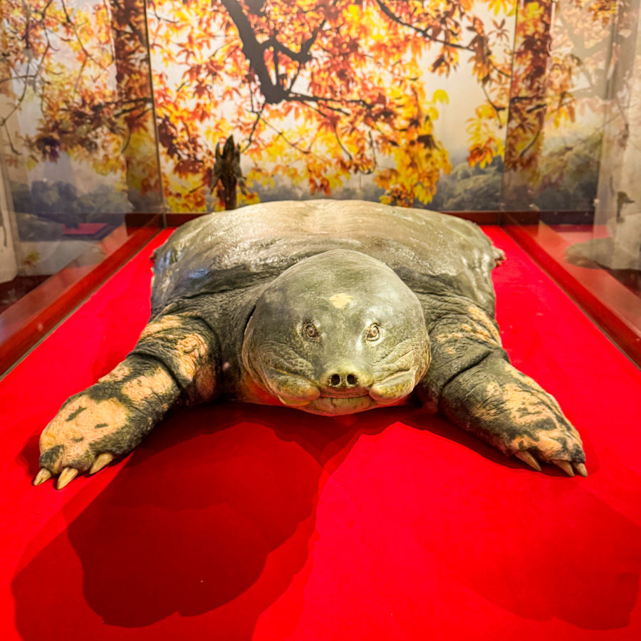Hoan Kiem’s most famous resident: ancient, armoured, and absolutely iconic - an embalmed giant turtle at Ngoc Son Temple in Hanoi