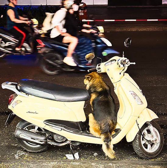 Vietnam Travel Guide: Dog sitting on a yellow motorbike watching motorbike traffic fly by