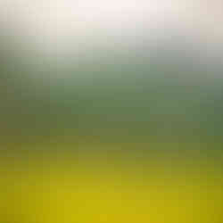 Lush green countryside with grazing buffalo in Viet Hai Village on Cat Ba Island, visited during a Ha Long Bay luxury cruise.