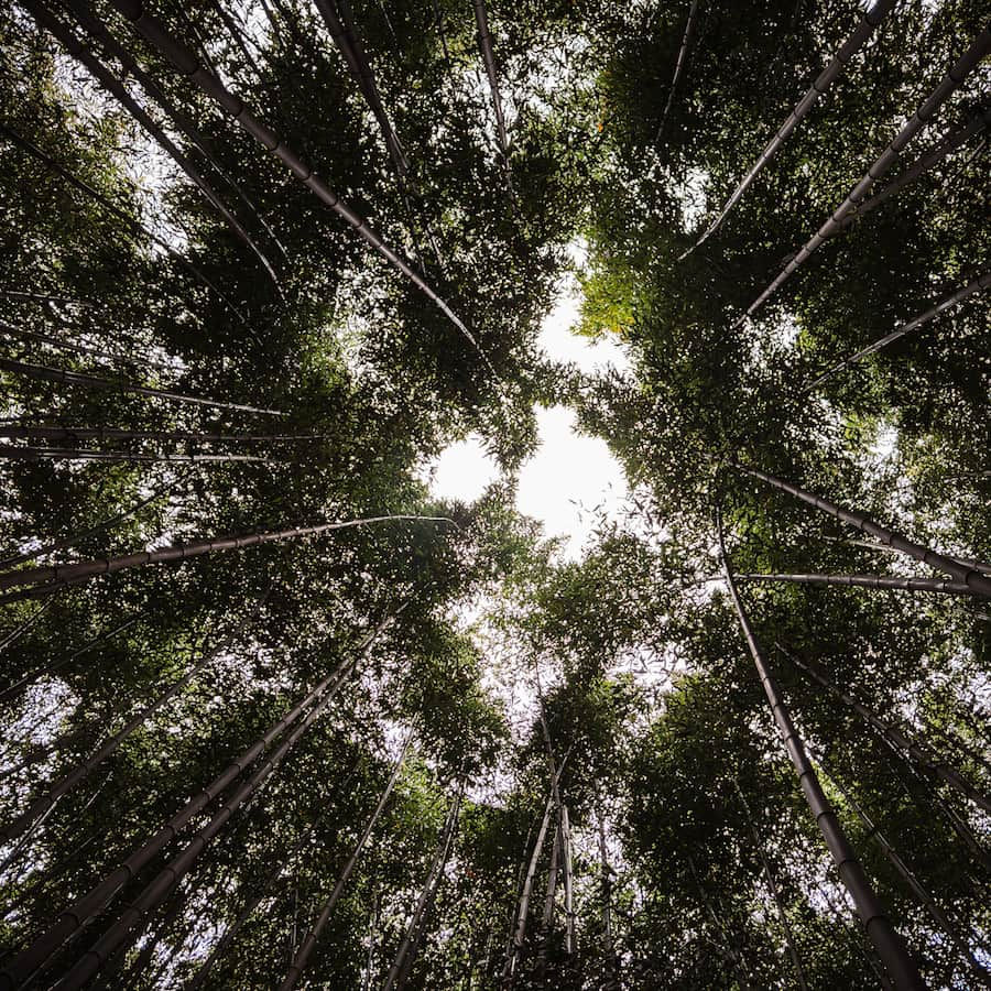 Bug's eye view of the tops of giant bamboo trees in a forest on the edge of Boseong green tea fields.