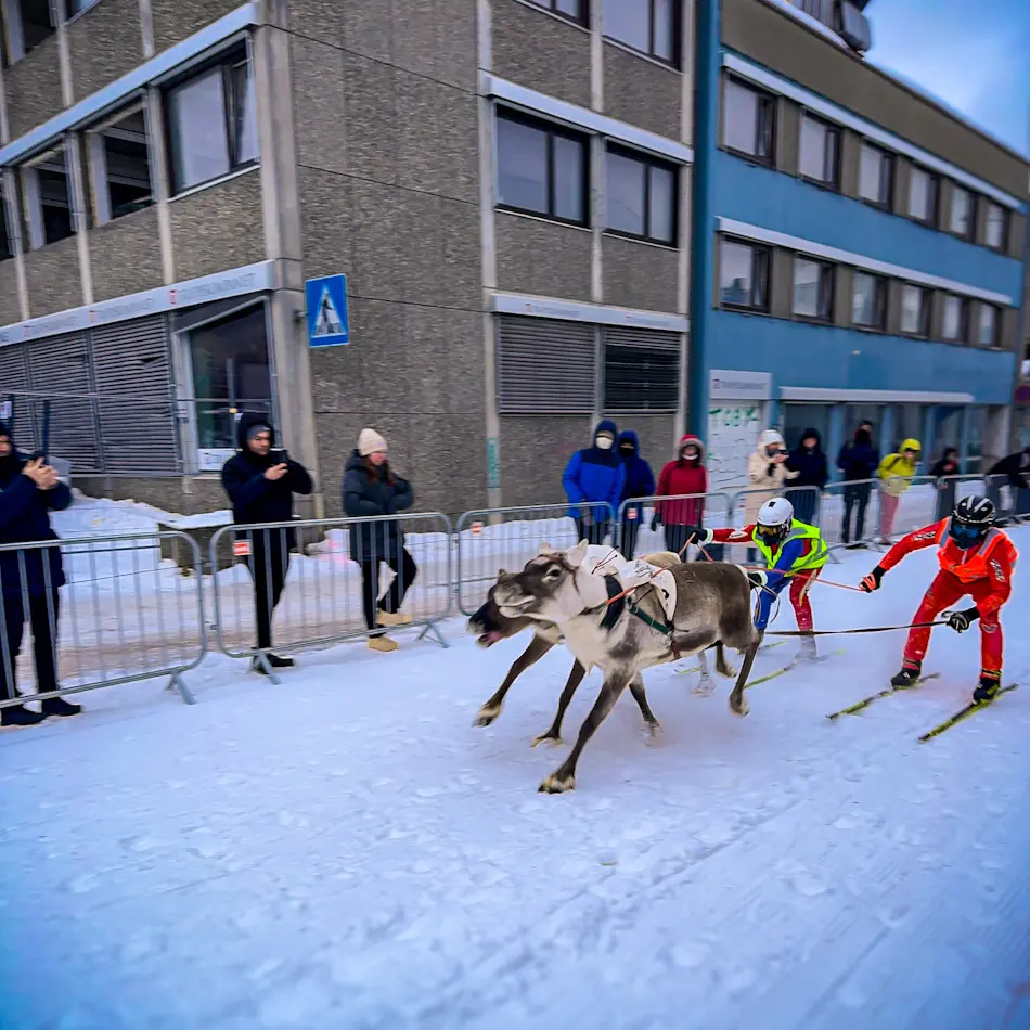 Norwegian Championship reindeer racing in Tromsø during our Tromso itinerary