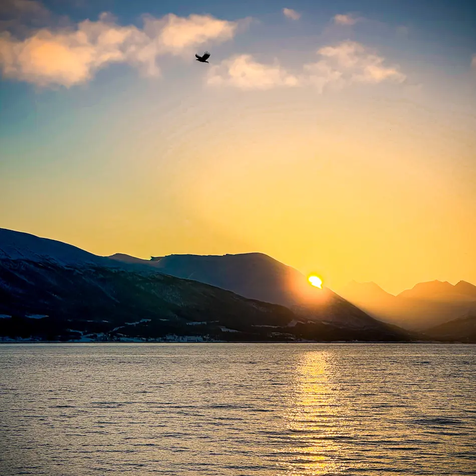 Arctic sunrise and sea eagle seen from the Hermes II during a Tromso itinerary fjord cruise.