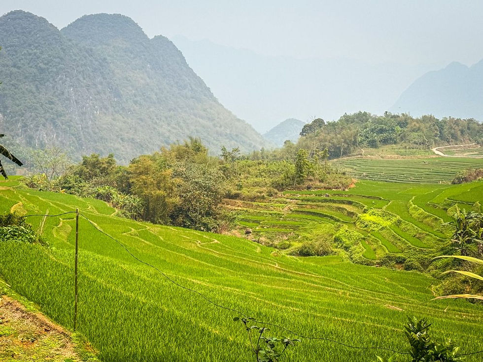 Endless rice fields ripple through Pu Luong, framed by moody mountains and not a single tourist in sight—just you, the view, and a soundtrack of distant rooster gossip.