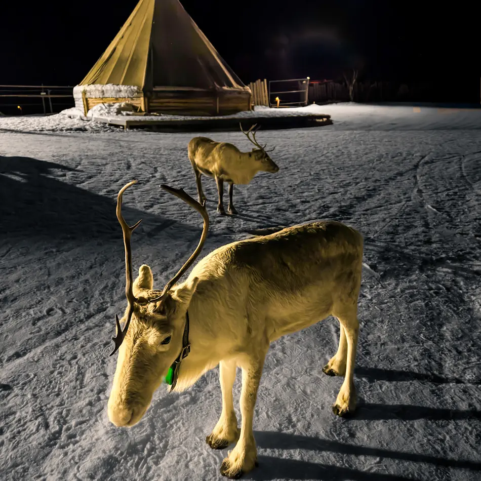 Reindeer at Tromsø Arctic Reindeer camp at night during a Tromso itinerary winter experience.