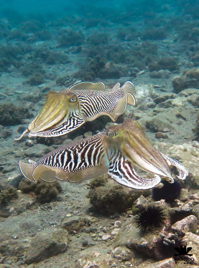Duiken Torrox