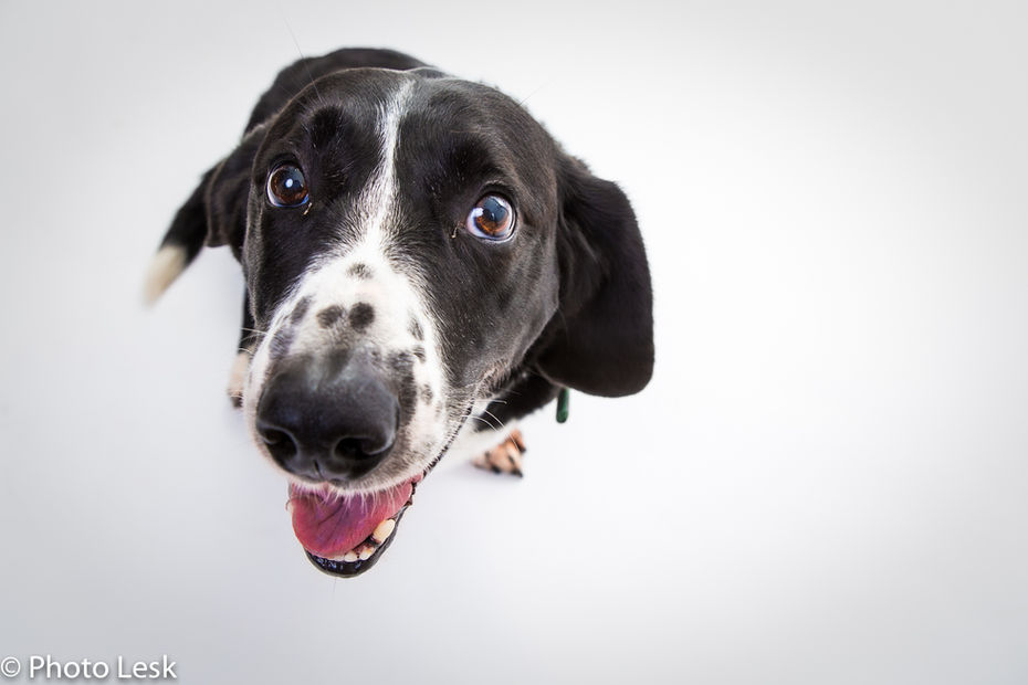 Dog portrait in studio
