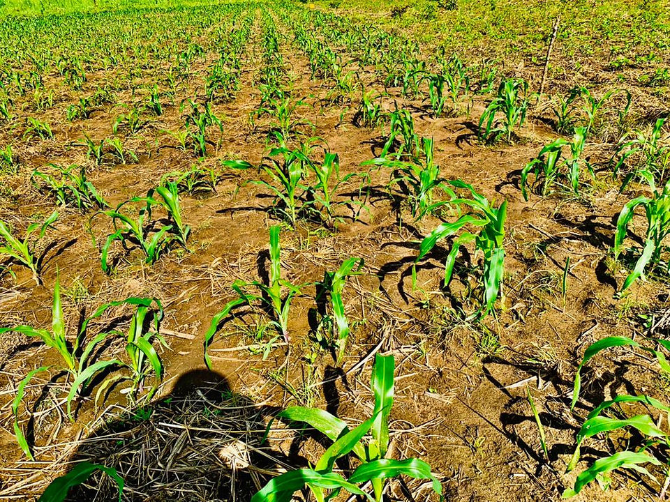 the freshly planted maize