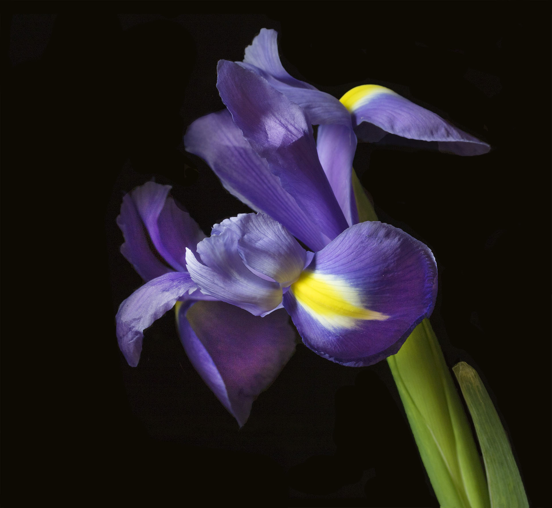 Bloom