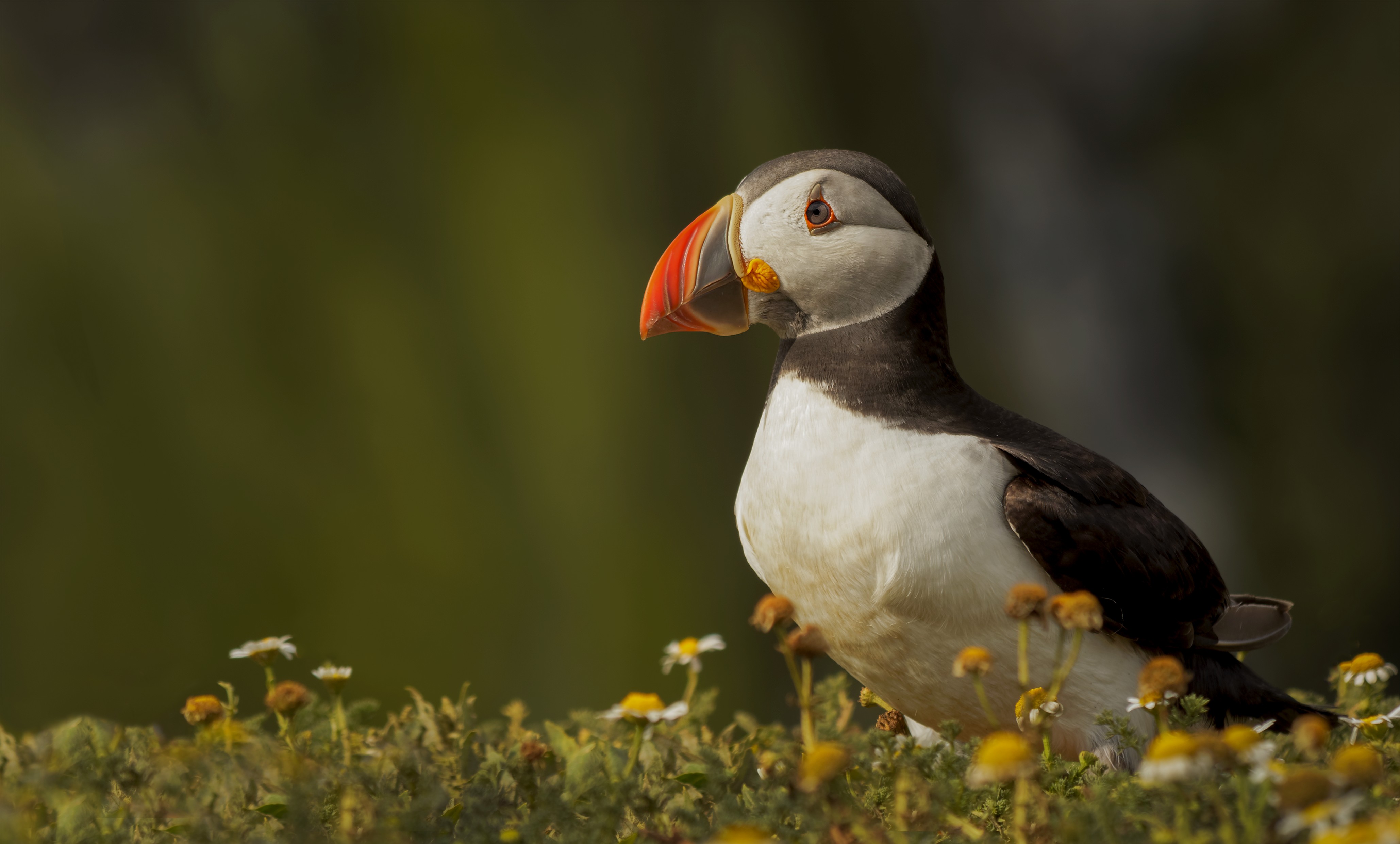Puffin