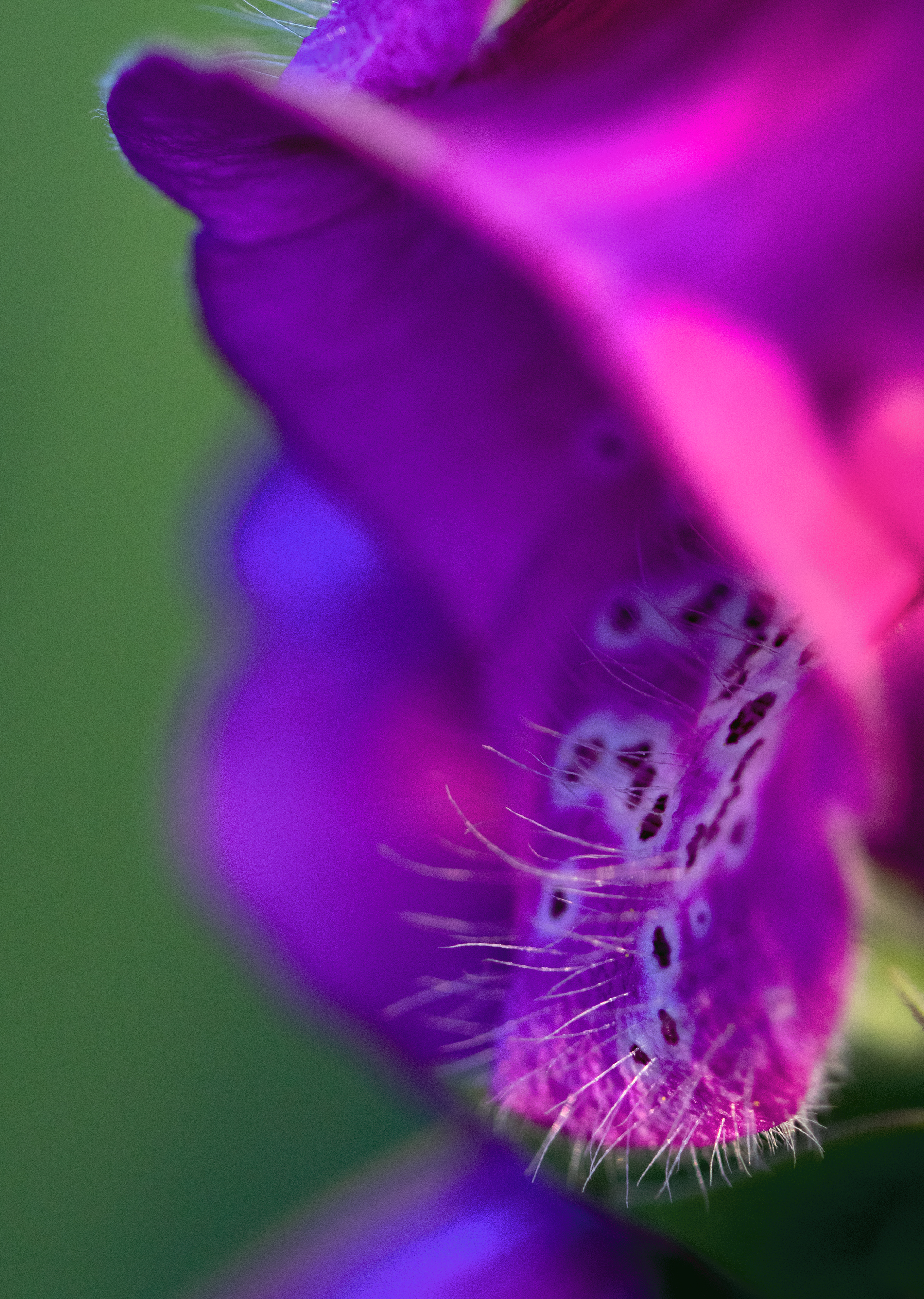 Foxglove