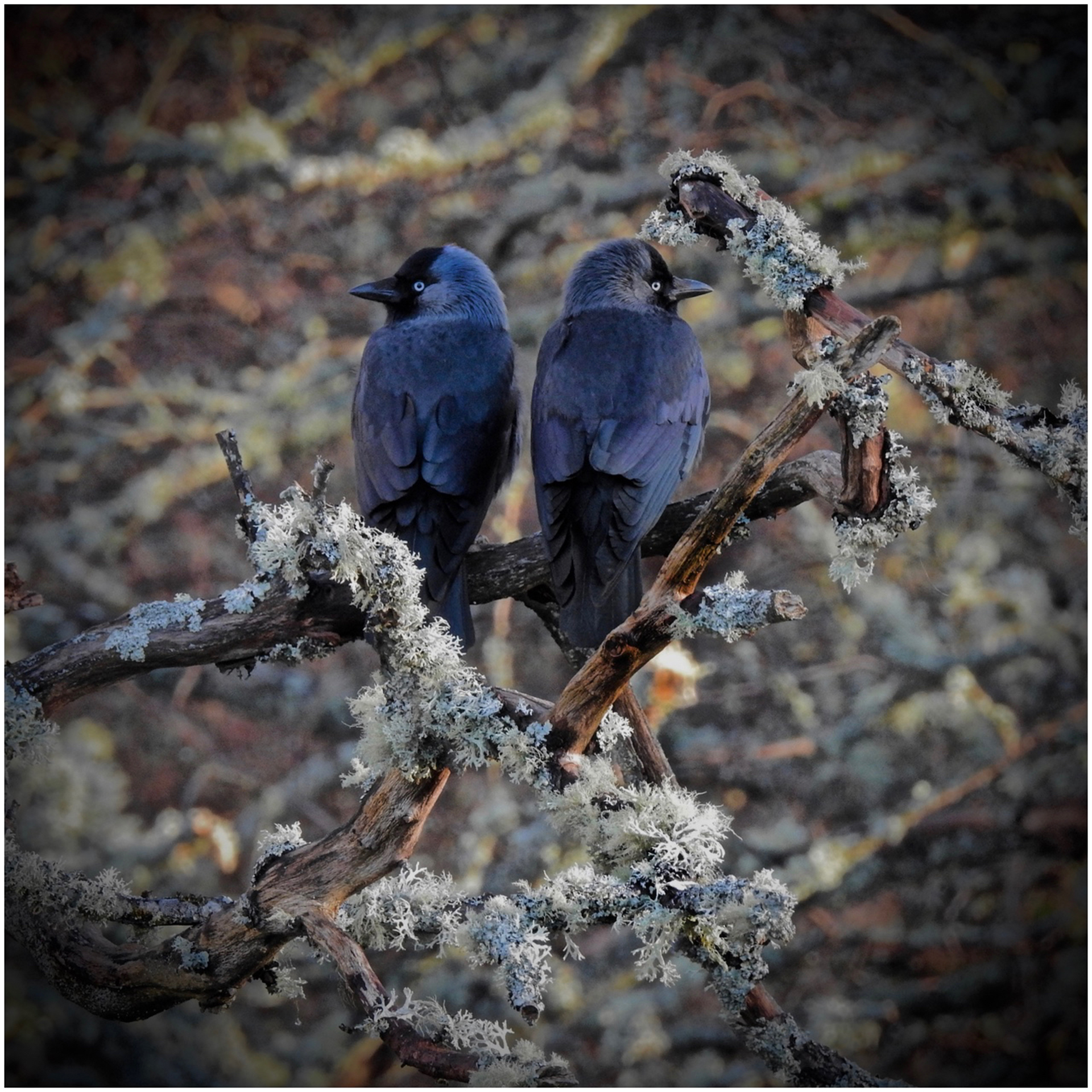 Two in the Bush