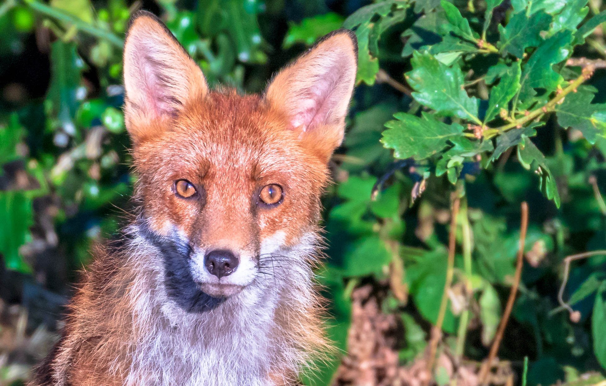 Mr Fox