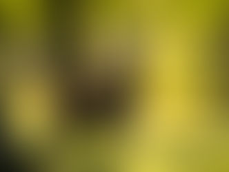 Spontaneous Adventures – Members Capture the Deer Rut at Studley Royal