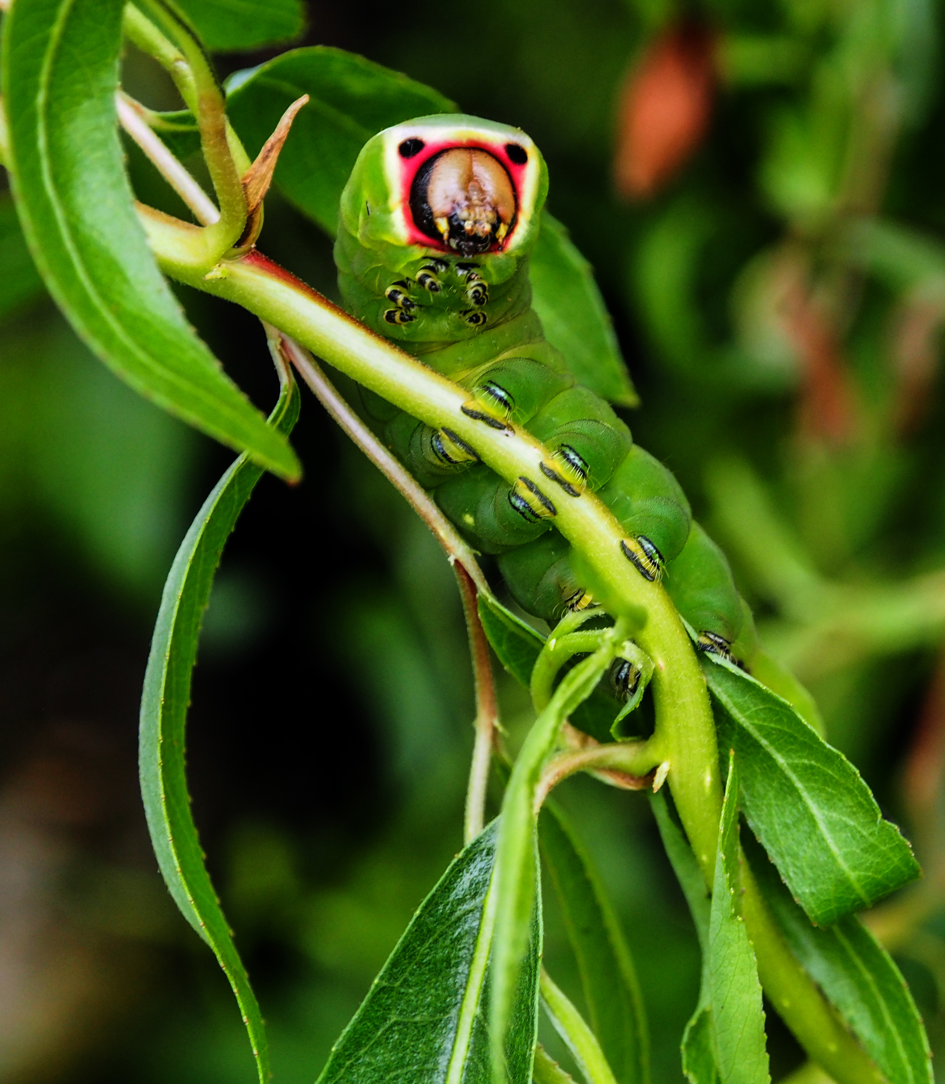 Extraordinary puss moth caterpillar