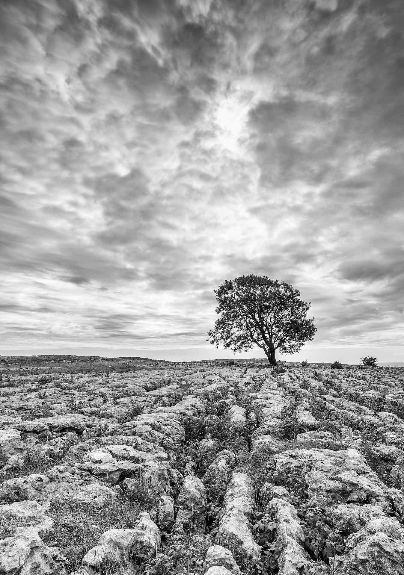 Just a Tree