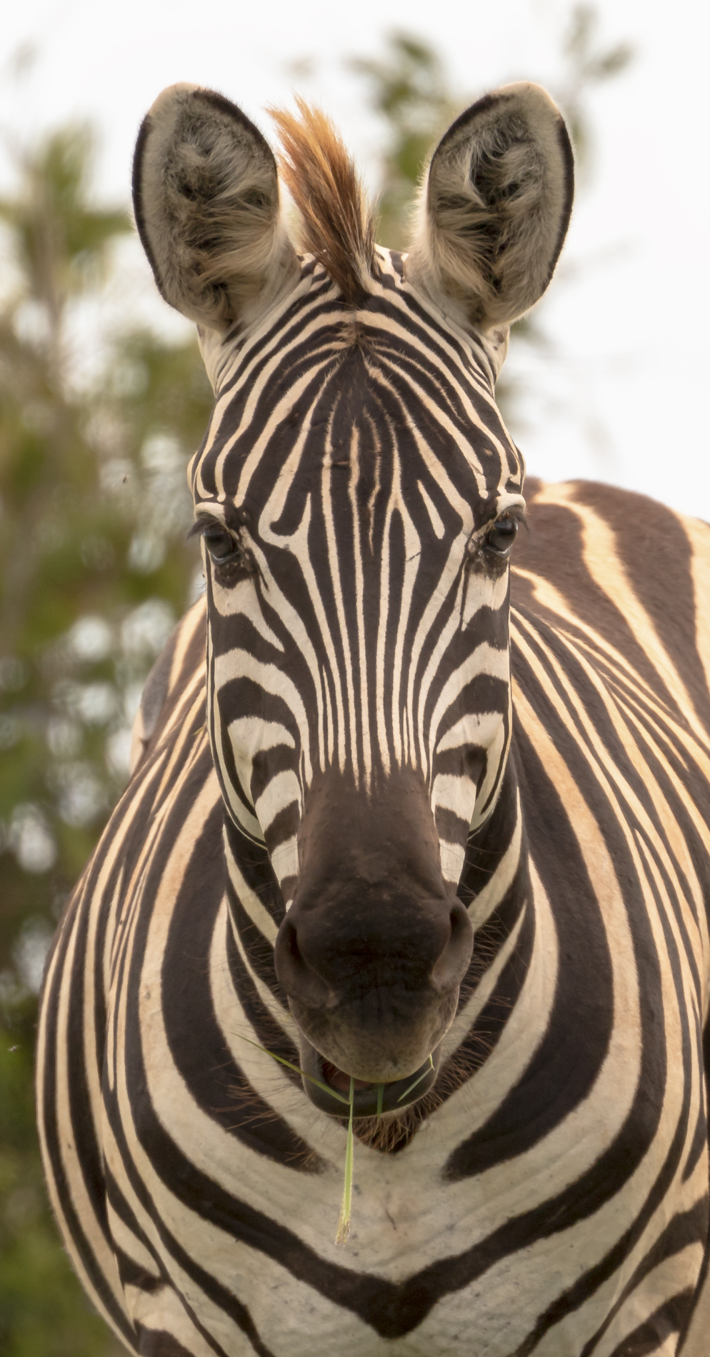 Zebra