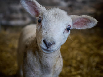 Capturing Spring at Croft Foot Farm