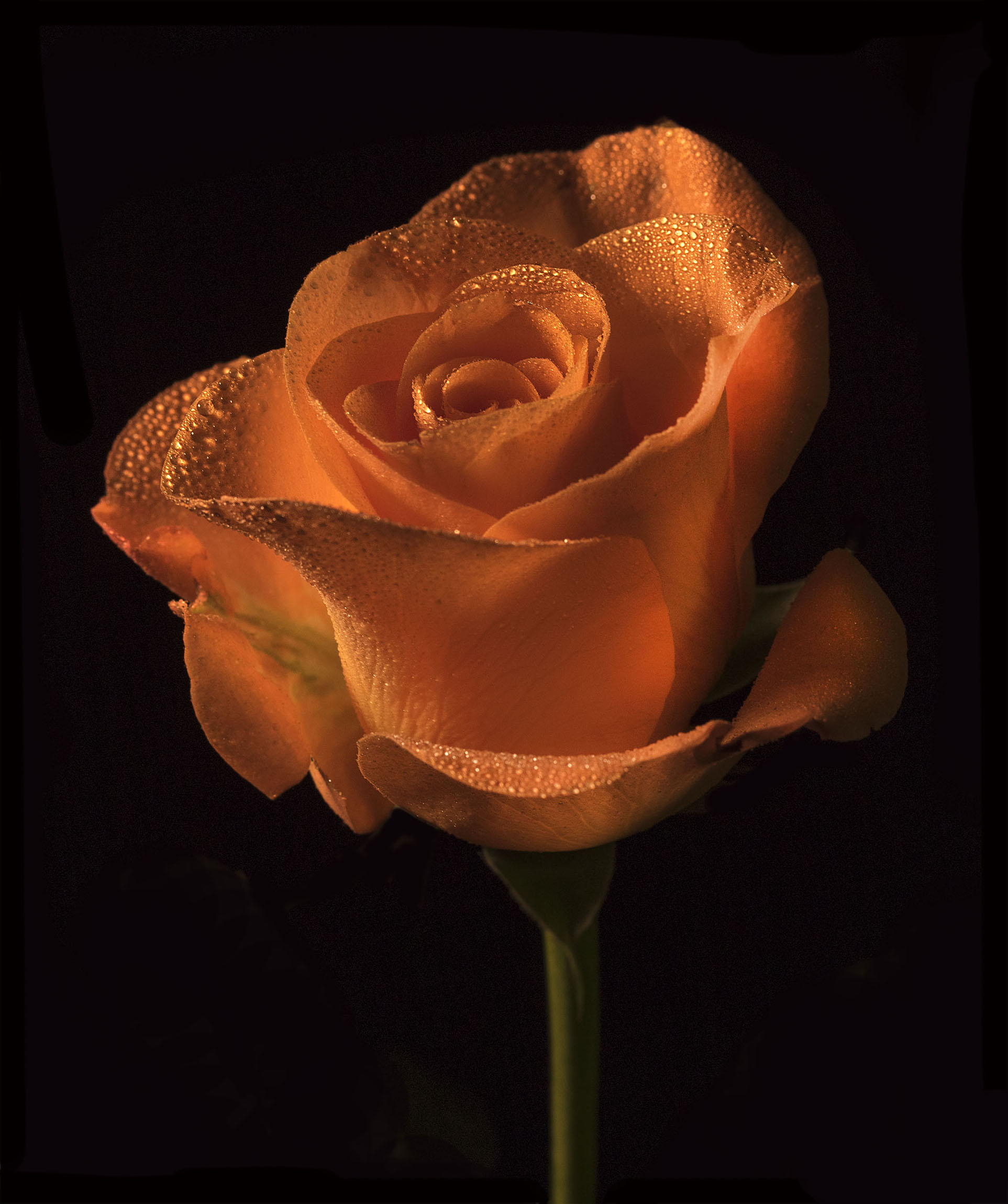 Bloom