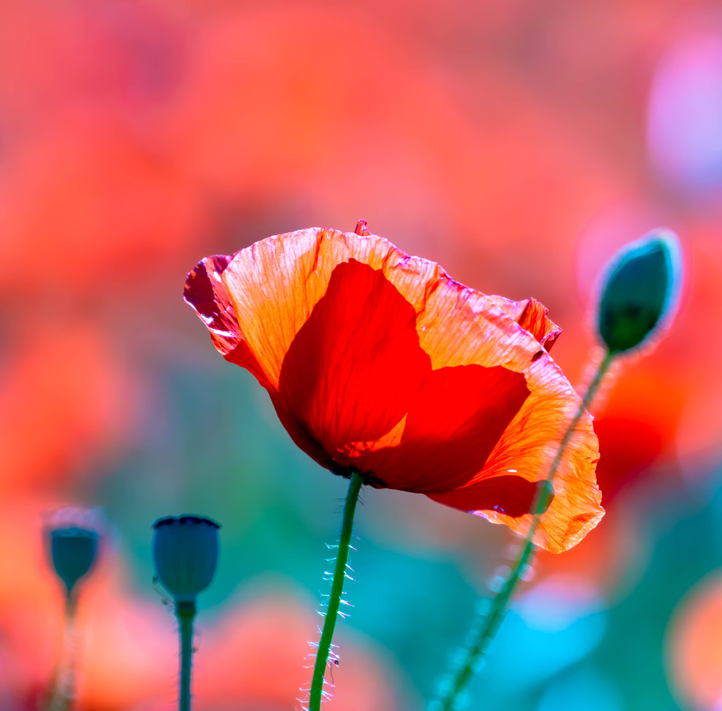 Poppy