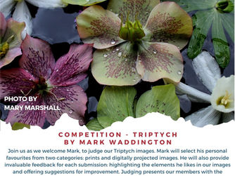 Triptych Competition: Judging Night with Mark