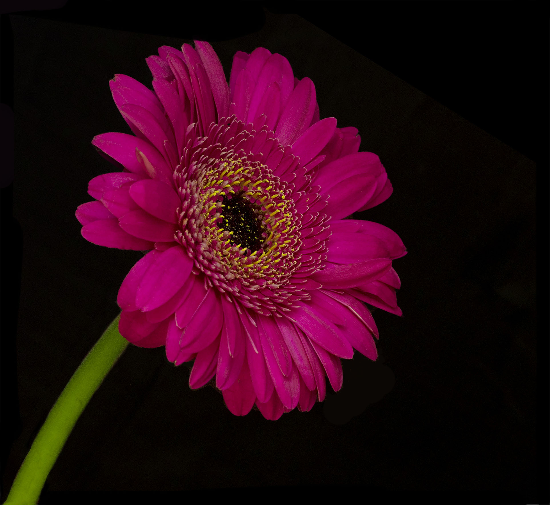 Bloom