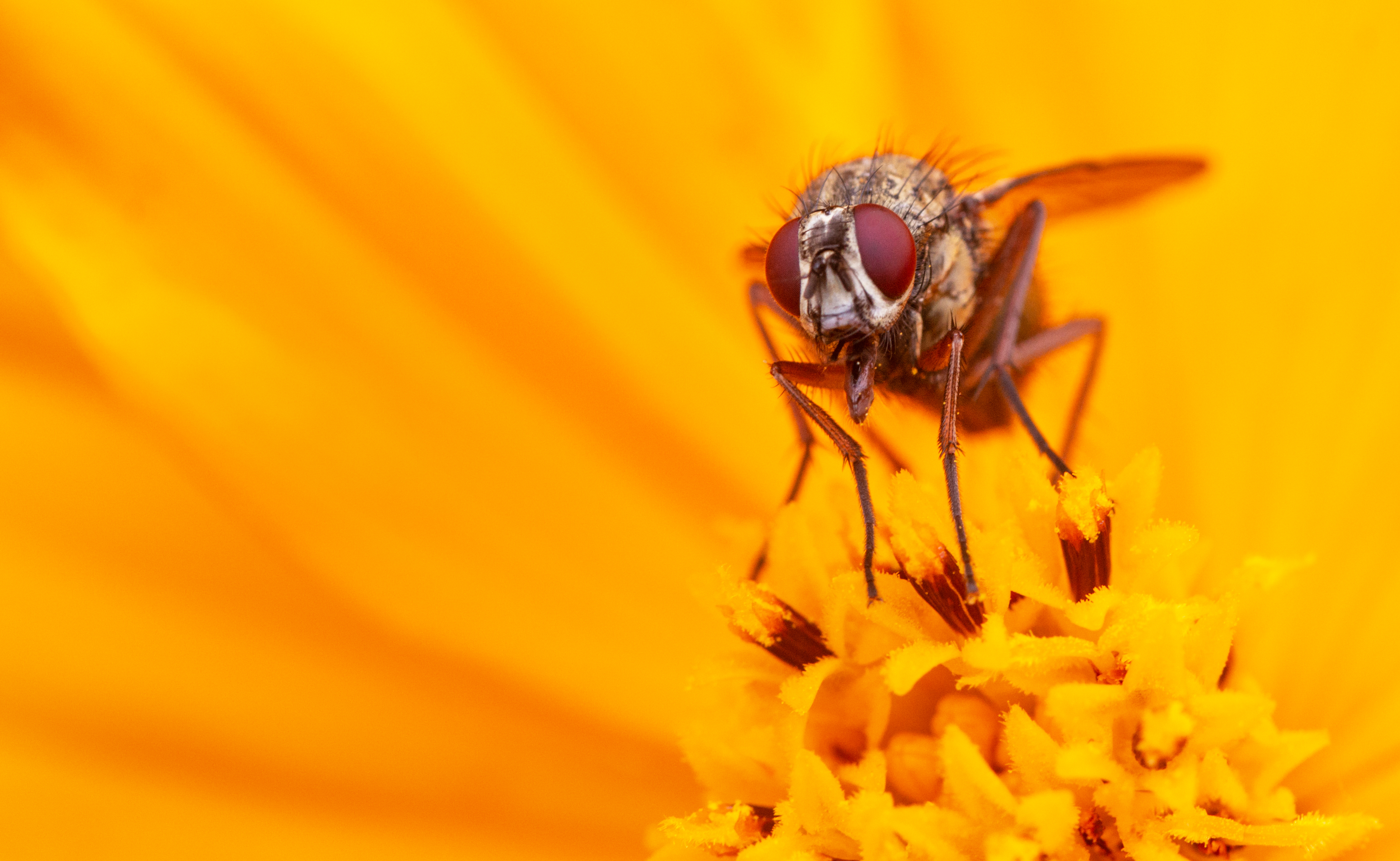 Macro Fly