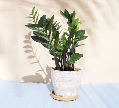 zz-plant-GettyImages-1387302222-e9e228907c3e4e4ea3481898c90d1a53.jpg