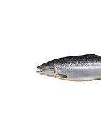 Salmón chileno