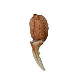 Tenaza de centollo