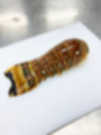 Miniatura: Cola de Langosta del Caribe