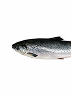 Salmón canadiense