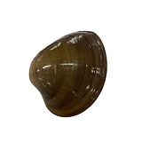 Almeja chocolata SIN