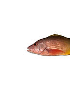 Pargo alazán