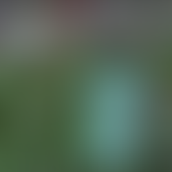 Where the Wildflowers Grow