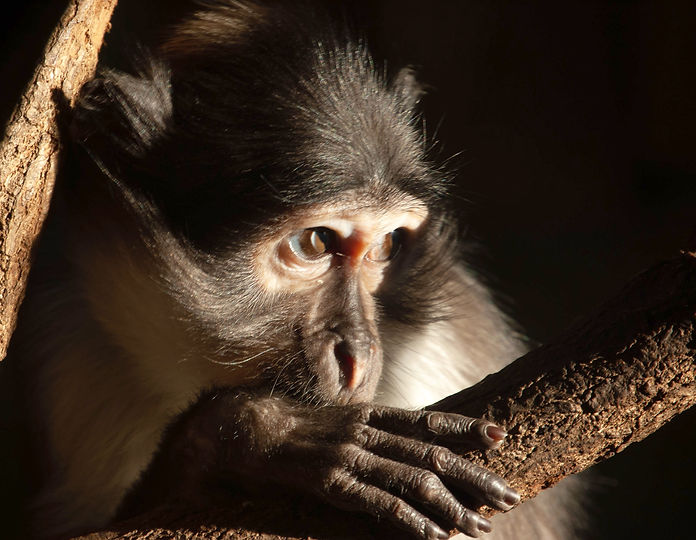 White-naped Mangabey muse.jpg