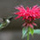 Thumbnail: Bee Balm (Monarda Didyma)