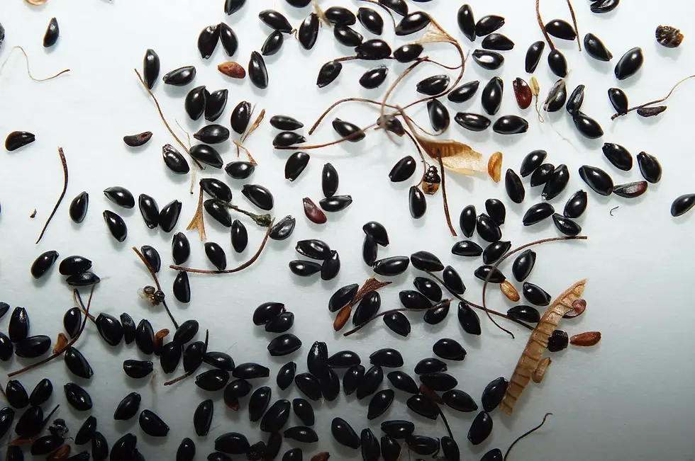 Thumbnail: Columbine Pollinator Blend