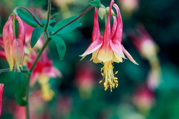 Thumbnail: Columbine Pollinator Blend