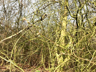 春の足音（はるのあしおと） Footsteps of Spring