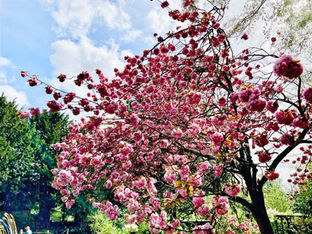 ４月の公園（しがつのこうえん）The Park in April