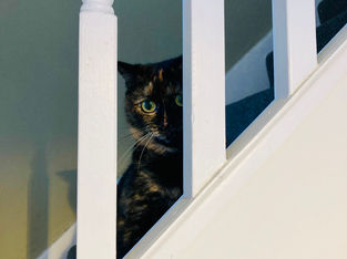 ねこが好きなばしょ My cat's favourite places