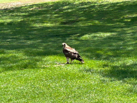 A Red Tailed Hawk taking a look at my drive