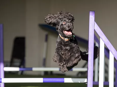 Dog Agility .webp