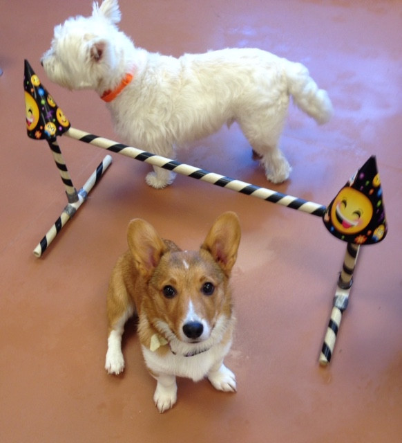 Dog Training Class Schedule Great Dog