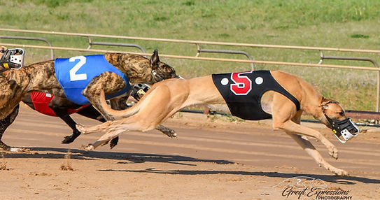 Dogs racing in US