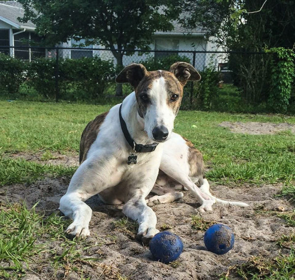 Dader now lives in Florida after he was adopted following a nice career in greyhound racing.