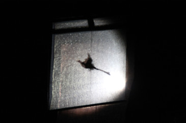 oiseau.JPG