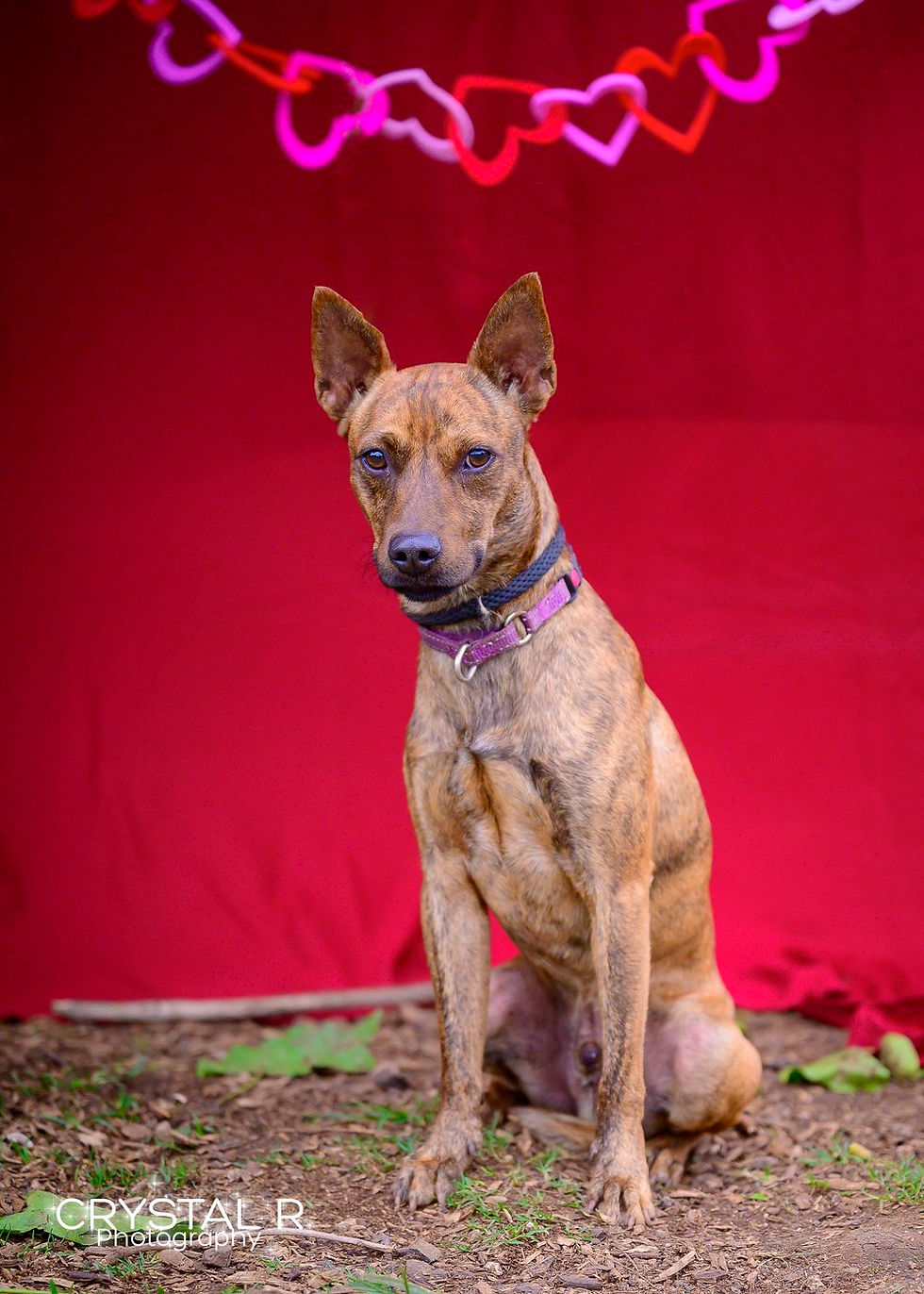 Thumbnail: Vinny AKA Dozer