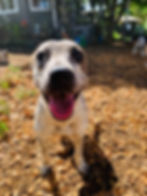 Thumbnail: Penny AKA Birdie
